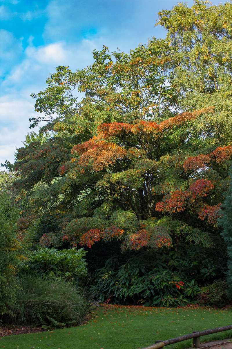 Gorgeous autumn colours in Kings Heath Park.